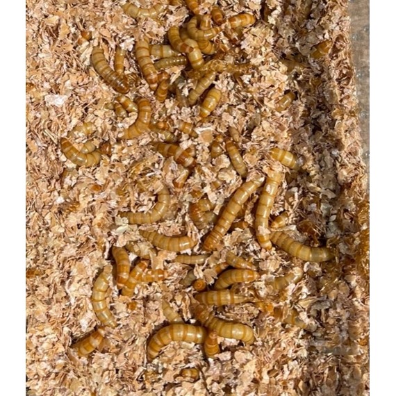 Live Mealworms for Birds Live Bird Food FREE Delivery