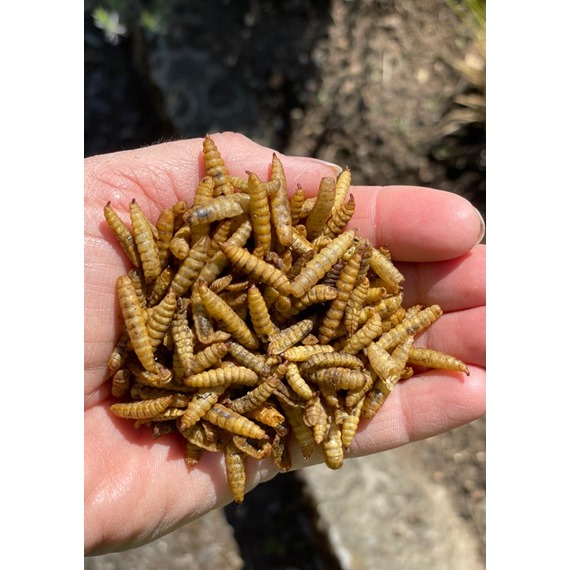 Dried Calci-worms