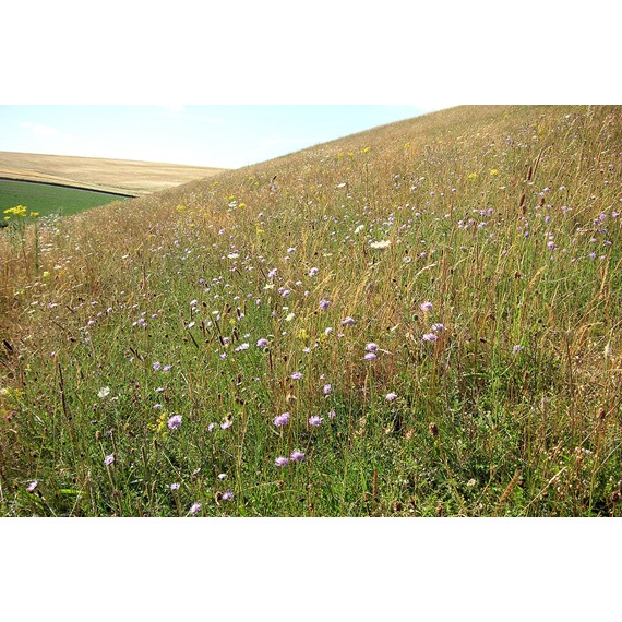 Old English Meadow Mixture 100%