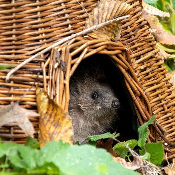 Square Hedgehog Basket - With A Free Bag Of Nesting Hay