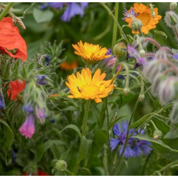 Natures Haven Easy Wildflowers