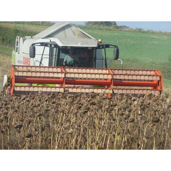 Combine harvesting black sunflwer seeds