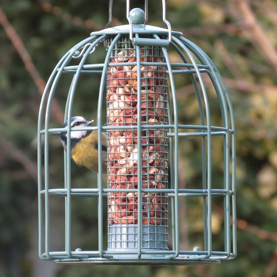 Nuttery Original Compact Squirrel & Predator Proof Nut Feeder