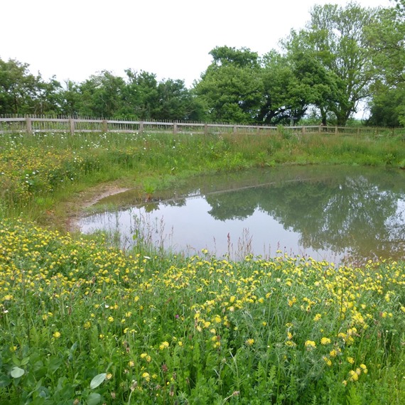 Pond Edge 100% Wildflower Mixture