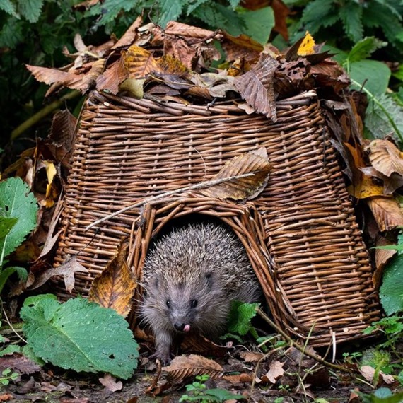 Square Hedgehog Basket - With A Free Bag Of Nesting Hay