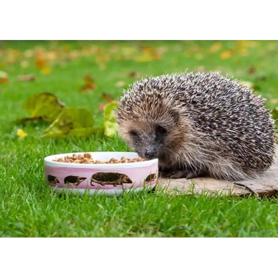 hedgehog bowl