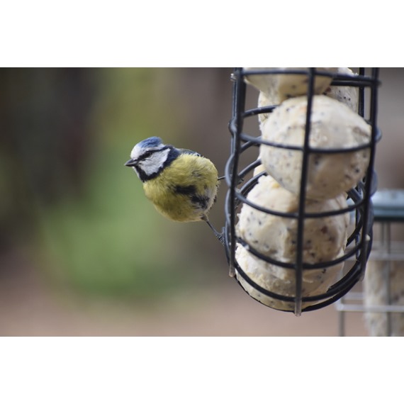 Blue tit on fat ball feeder with fat balls for birds
