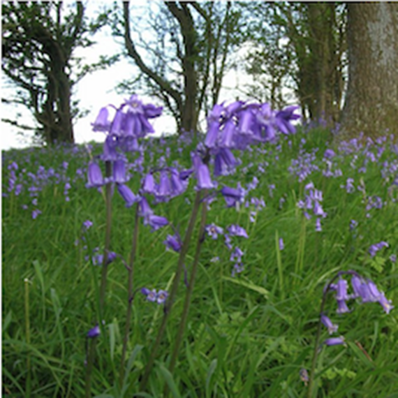 Wildflower - Woodland Clearing 100% Mix 