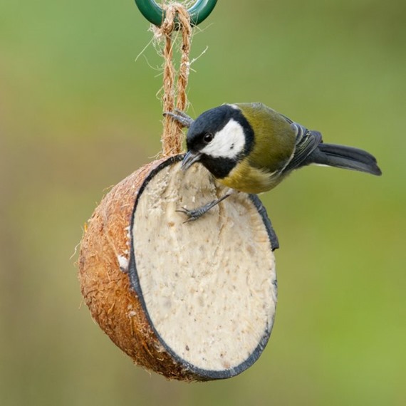 Half Coconuts with Mealworm Flavoured Suet
