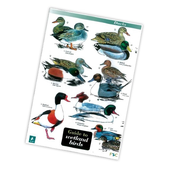 Field Guide to Wetland Birds