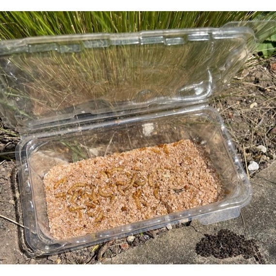 Live mealworms for birds