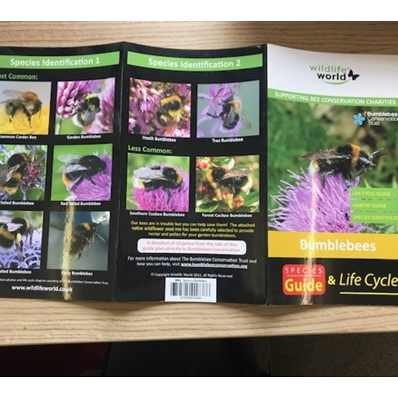 Species Guide to UK Bumblebees