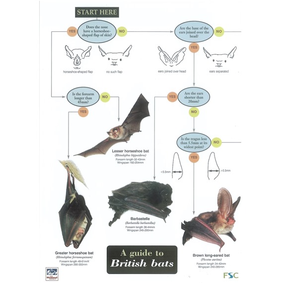 Field Guide to British Bats