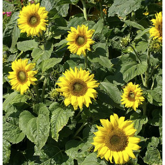 Dwarf Sunflower Seeds