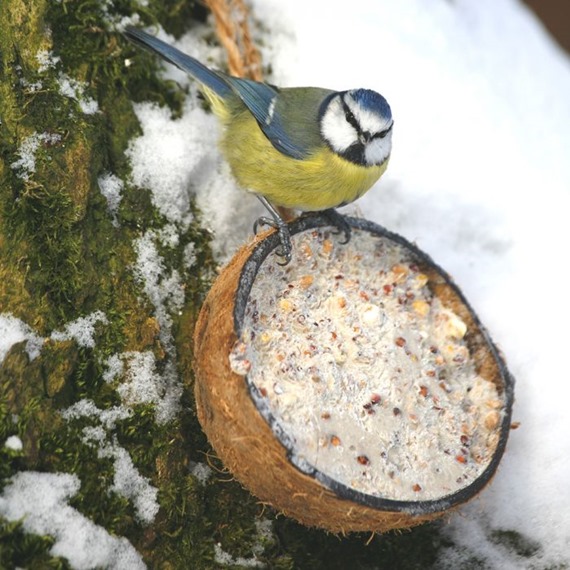 Half Coconuts with Mealworm Flavoured Suet