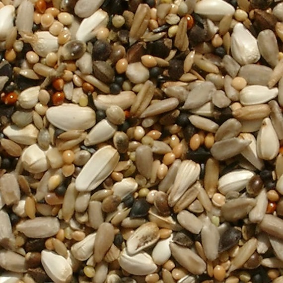 premium finch mix