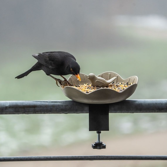 Balcony Bird Feeding Dish Balus 