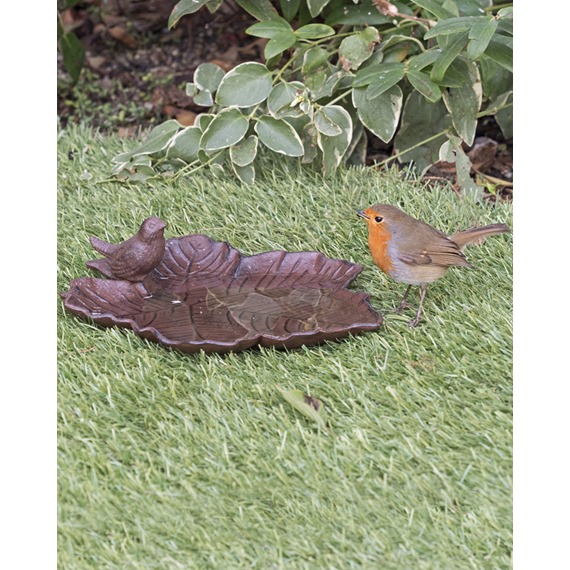 Robin Visiting Fallen Leaf Bird Bath