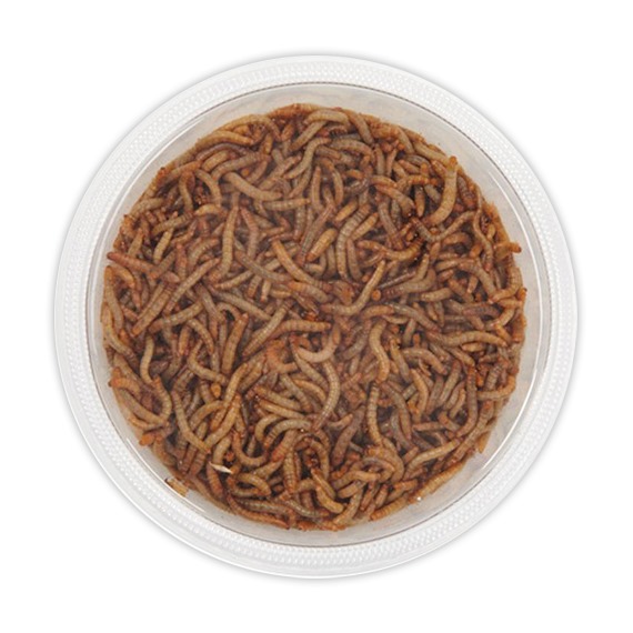 Live Mini Mealworms