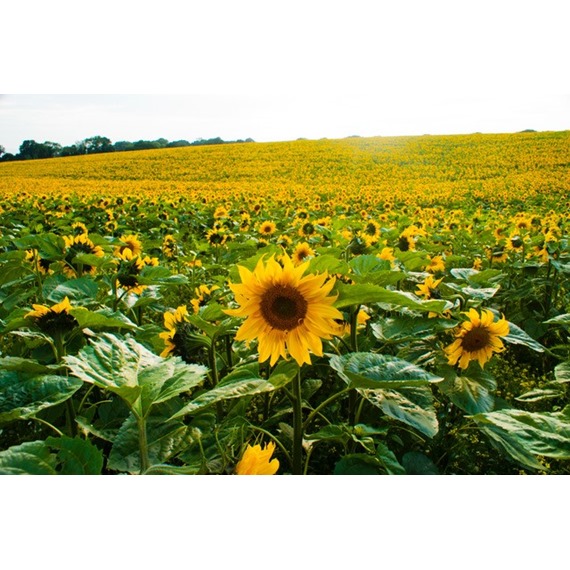 Field of sunflowers that produce sunflower hearts