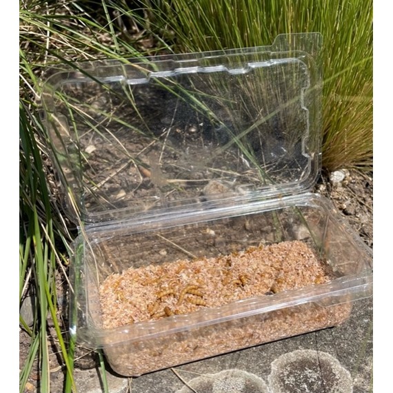 Tray of live mealworms for birds