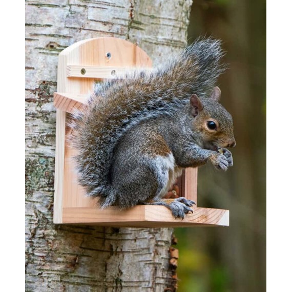 NutBox™ Squirrel Feeder