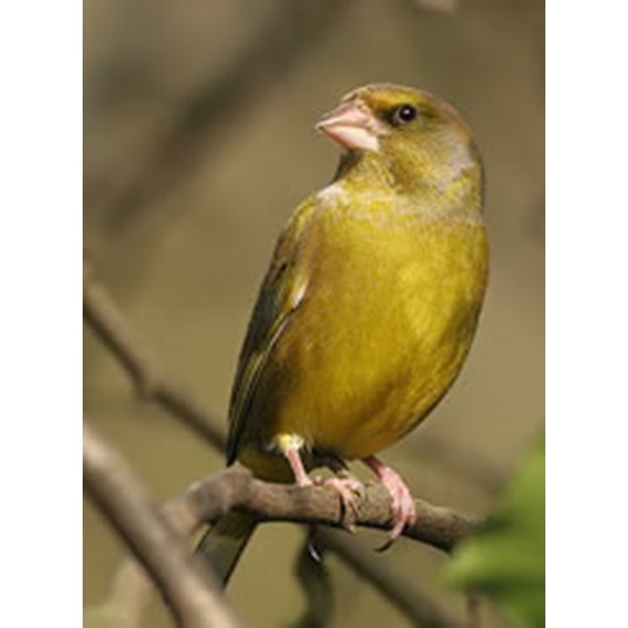 Finch bird