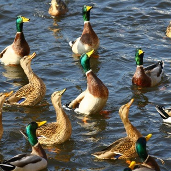 Food for ducks and swans