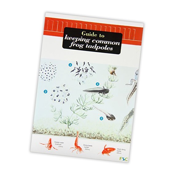 Field Guide to Keeping Common Frog Tadpoles