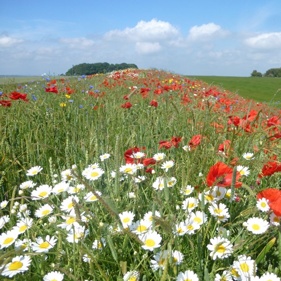 Economy Wildflower Mixture 100%