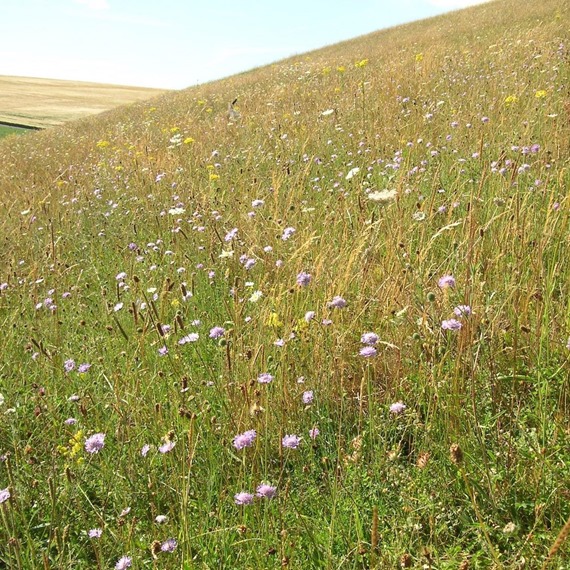 Calcareous 100% wildflower mixture