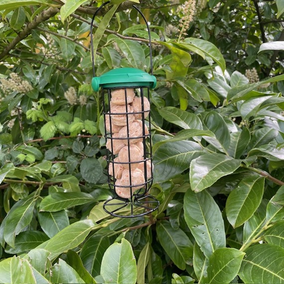 Peckaballs with Insect