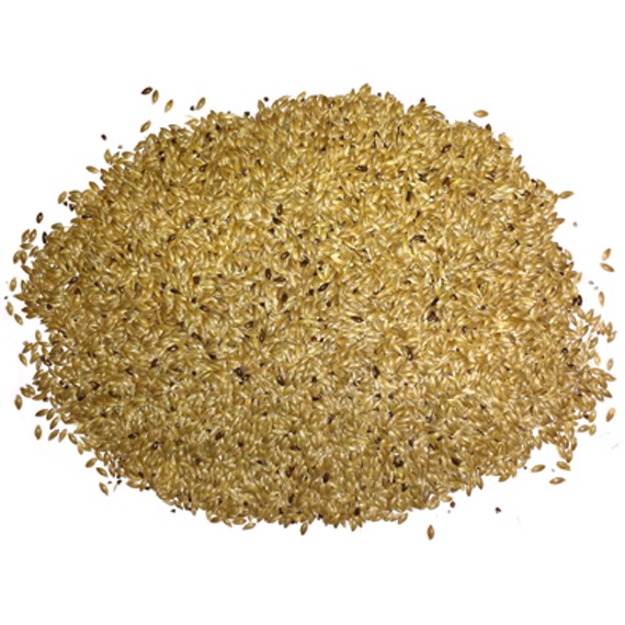 plain canary seed 