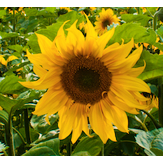 Close up of sunflower, black sunflower seeds