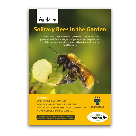 Guide To Solitary Bees In The Garden