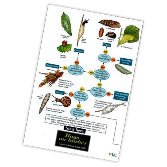 Field Guide to Bugs on Bushes