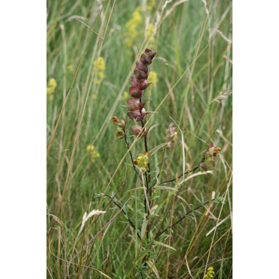 Yellow rattle