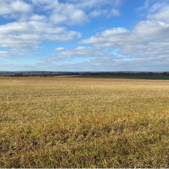 Barley