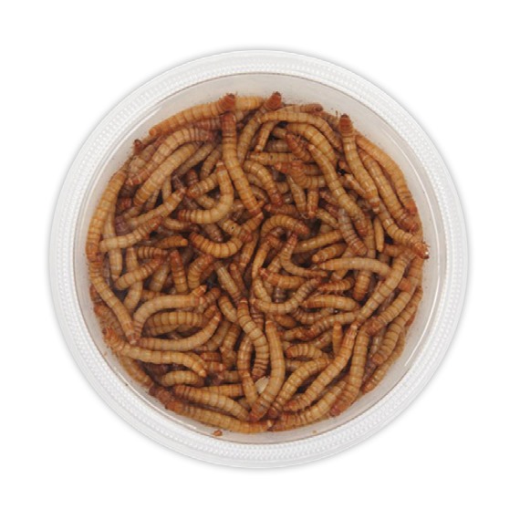 Live mealworms for birds