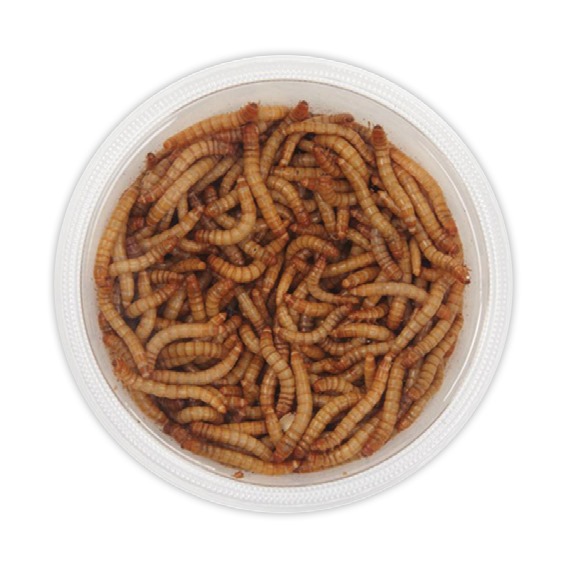 Live mealworms