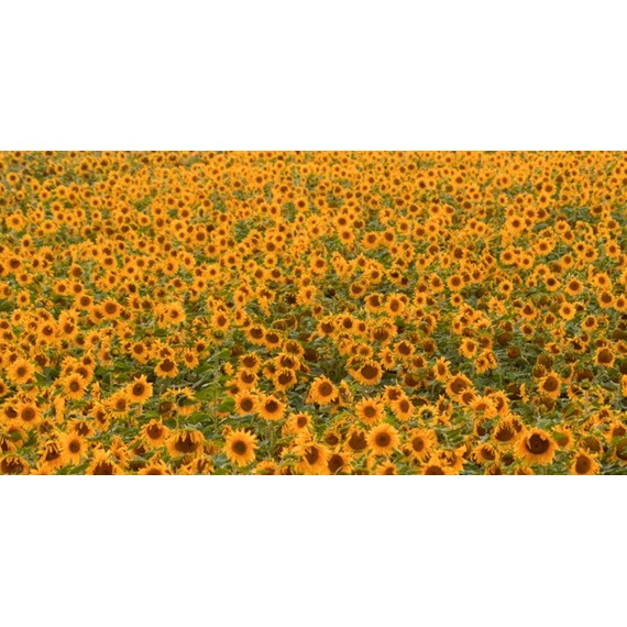 Field of sunflowers for harvesting black sunflower seeds for birds
