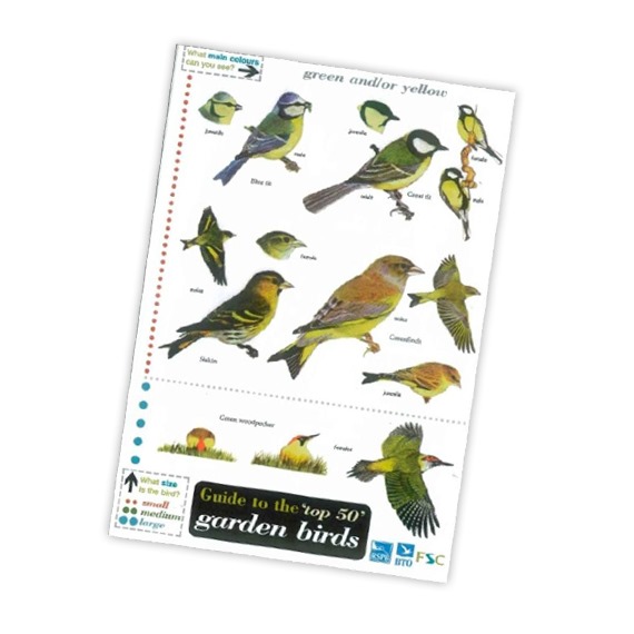 Field Guide To Park And Garden Birds