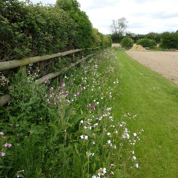  Hedgerows, Margins & Shaded Areas 100%