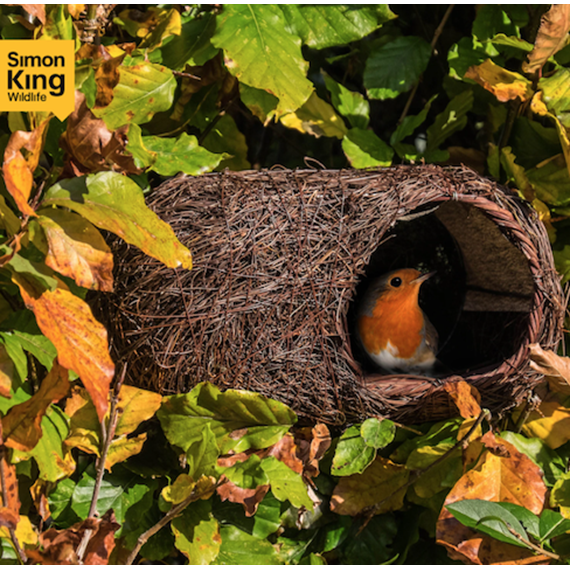 Simon King Brushwood Robin Nester