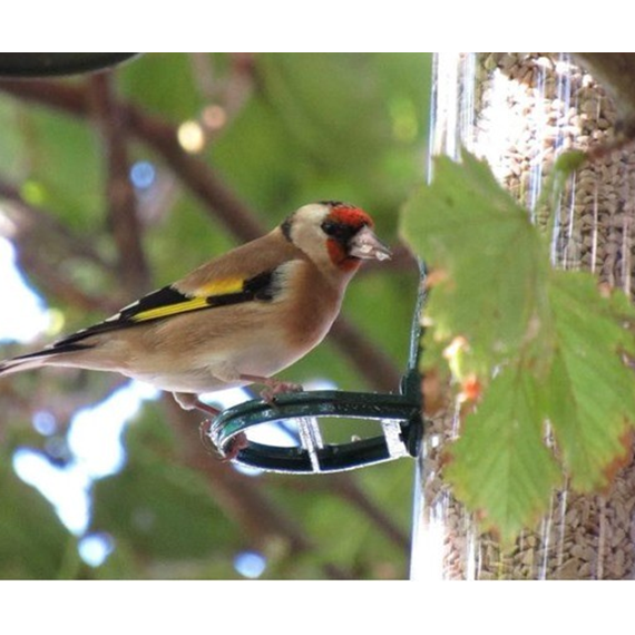 Bird eating sunflower heart chips