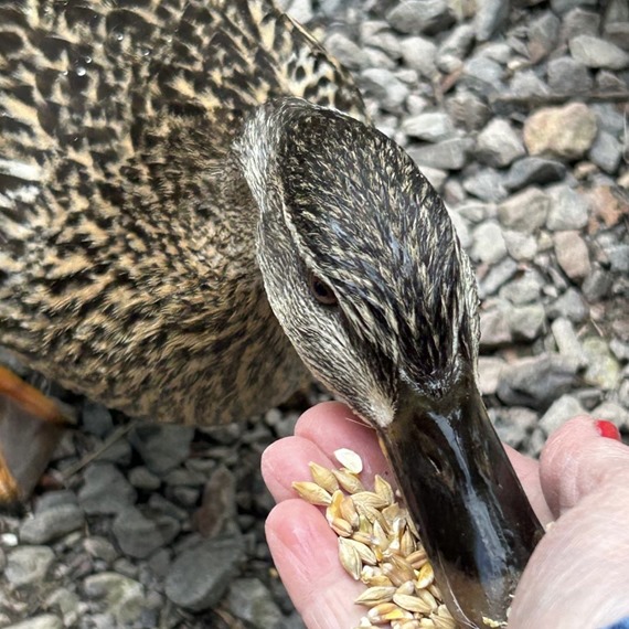 Bird seed for ducks and swans