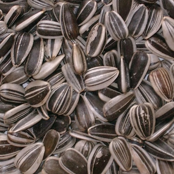 Striped Sunflower Seeds 