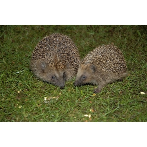 wild hedgehogs