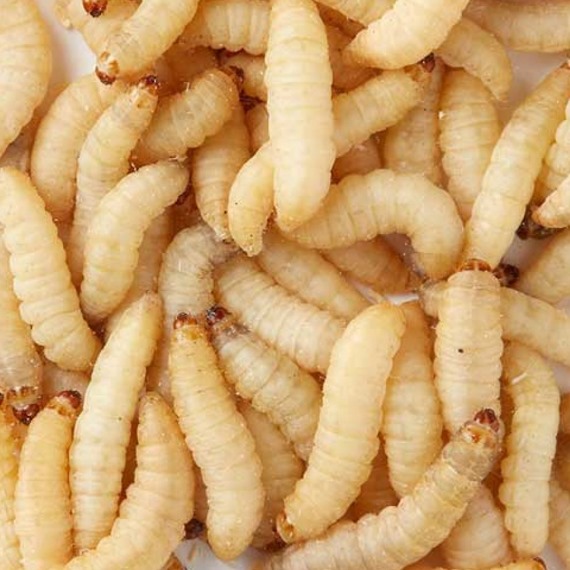 Live Waxworms