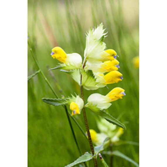Yellow rattle flowers